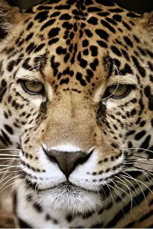 Jaguars: Jaguar - Close-up Of Face