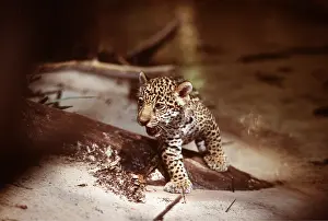 Jaguars: JAGUAR - cub