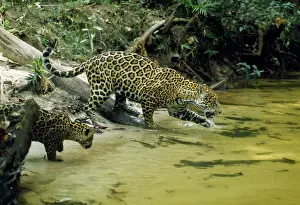Week: Jaguar - female & 10 week old cub coming to edge