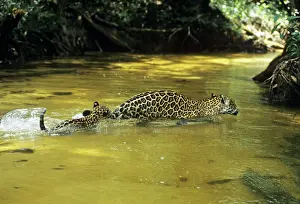 Week: Jaguar - female & 10 week old cub crossing shallow creek