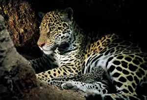 Onca: Jaguar - female, with 2 day old cub in forest floor
