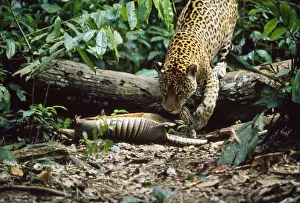 Kill: JAGUAR - female with Armadillo kill