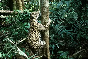 Jaguars: JAGUAR - female climbing tree
