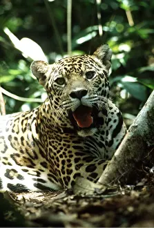 Jaguars: JAGUAR - female, close-up of ead and shoulders