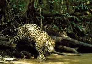 Onca: Jaguar - female - creek side