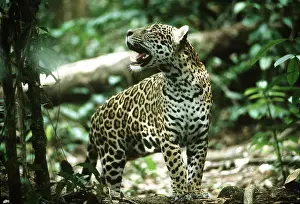 Dappled: JAGUAR - female in dappled light