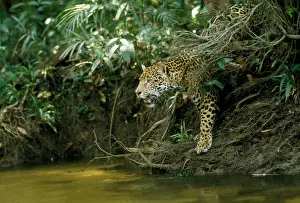 Onca: Jaguar - female, at edge of creek looking across