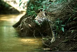 Jaguars: JAGUAR - female at edge of river