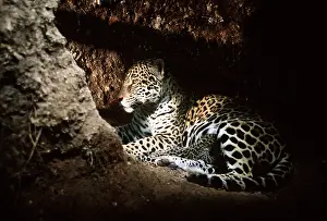 Jaguars: JAGUAR - female suckling cub