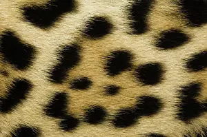 Onca: Jaguar Fur close-up showing pattern (Panthera