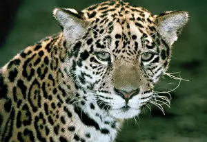 Onca: JAGUAR, HEAD PORTRAIT