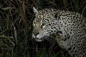 Stalking: Jaguar hunting along the river banks of Cuiaba River
