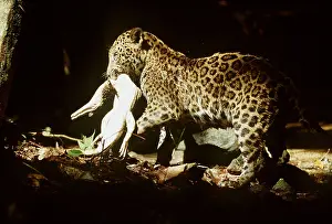 Killed: JAGUAR - with killed Caiman