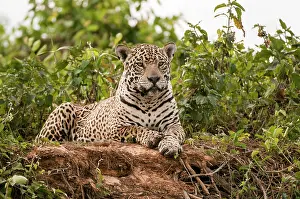 Jaguars: Jaguar lying on river bank