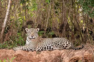 Jaguars: Jaguar lying on river bank dense scrub behind
