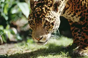 Crouching: JAGUAR - male, close-up of face
