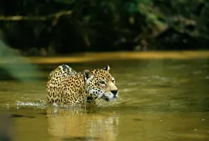 Onca: Jaguar - male, crossing shallow creek. In the wild