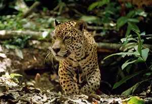 Emerging: Jaguar - male - emerging from forest floor den