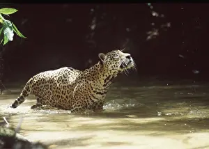 Jaguars: JAGUAR - Male in shallow creek