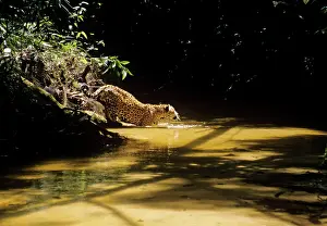 Onca: Jaguar - male in shallow creek