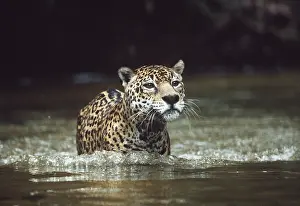 Jaguars: JAGUAR - male walking up creek