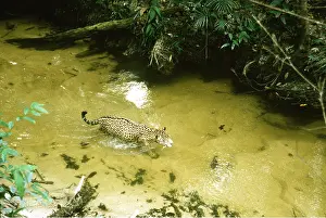 Jaguars: JAGUAR male, walks up creek