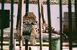 Manaus: Jaguar - In old fashioned cage at Manaus Zoo