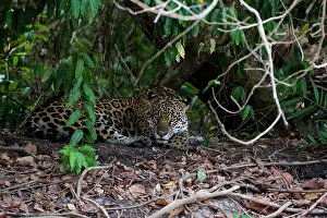 Onca: Jaguar, Pantanal, Mato Grosso, Brazil