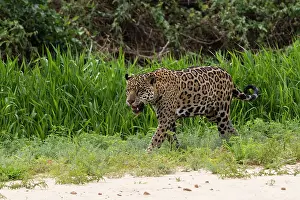 Onca: Jaguar, Pantanal, Mato Grosso, Brazil