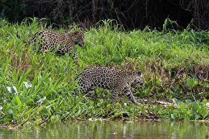 Onca: Jaguar, Pantanal, Mato Grosso, Brazil