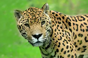 Onca: Jaguar (Panthera onca), adult, alert, portrait