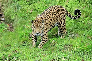 Onca: Jaguar (Panthera onca), adult, alert, stalking