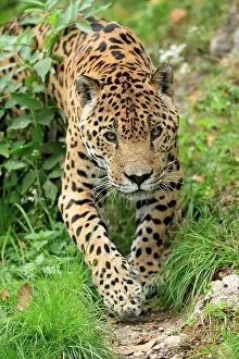 Onca: Jaguar (Panthera onca), adult, alert, stalking