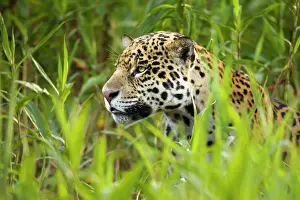Hidden: Jaguar (Panthera onca), adult hiding in tall grass