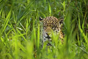 Hidden: Jaguar (Panthera onca), adult hiding in tall grass