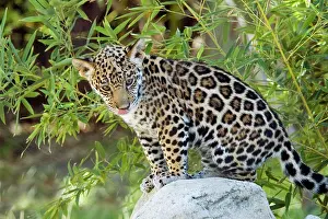 Onca: Jaguar (Panthera onca) cub