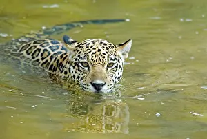 Onca: Jaguar (Panthera onca) cub swimming