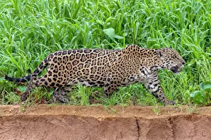 Migrating: Jaguar (Panthera Onca), female, migrating along