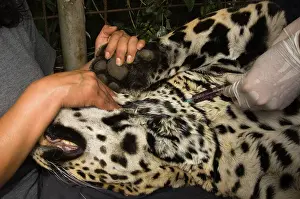 Onca: Jaguar (Panthera onca) having blood taken