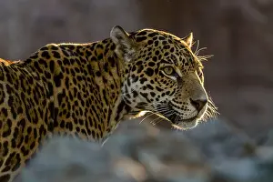 Photographed: Jaguar (Panthera onca). This jaguar was photographed