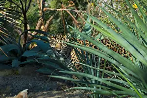 Photographed: Jaguar (Panthera onca). This jaguar was photographed