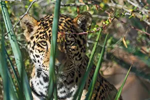 Photographed: Jaguar (Panthera onca). This jaguar was photographed