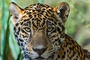 Photographed: Jaguar (Panthera onca). This jaguar was photographed