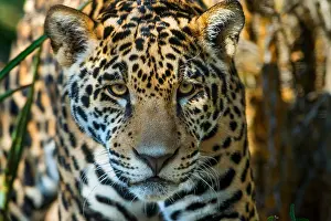 Photographed: Jaguar (Panthera onca). This jaguar was photographed