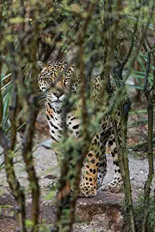 Photographed: Jaguar (Panthera onca). This jaguar was photographed