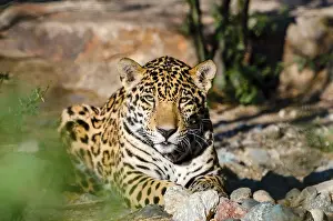 Photographed: Jaguar (Panthera onca). This jaguar was photographed