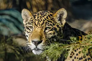 Photographed: Jaguar (Panthera onca). This jaguar was photographed