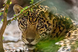 Onca: Jaguar (Panthera onca). This jaguar was photographed