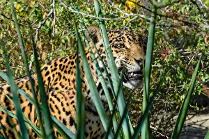 Onca: Jaguar (Panthera onca). This jaguar was photographed