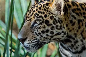 Onca: Jaguar (Panthera onca). This jaguar was photographed